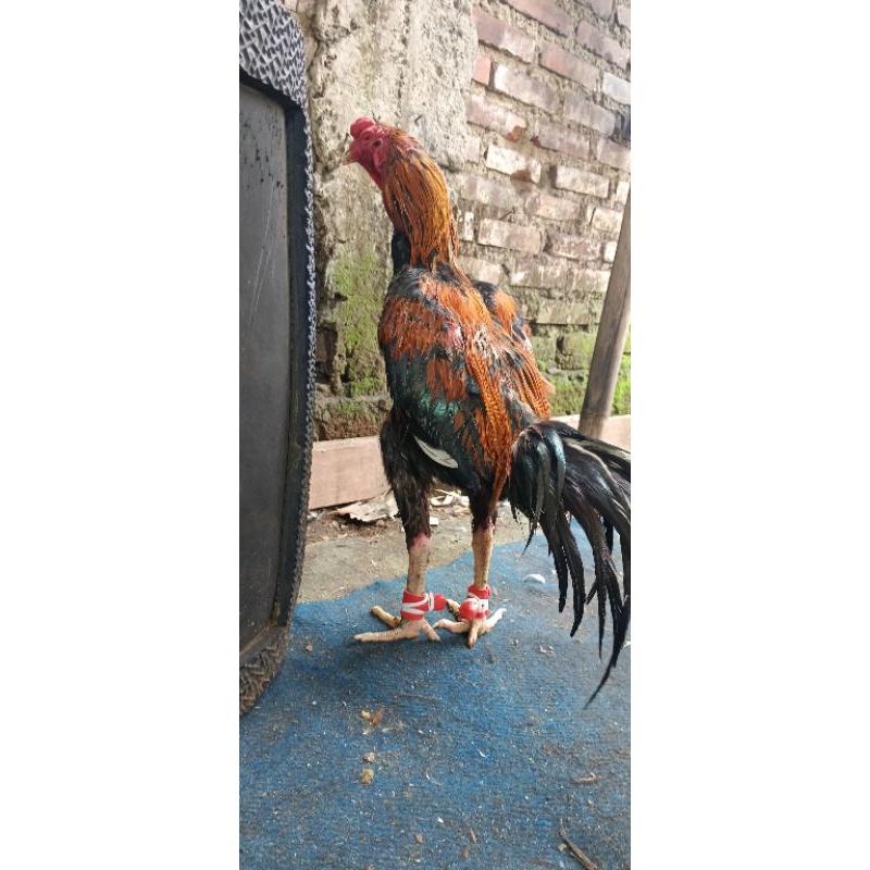 Bungkus Jalu/Bungkus Taji Kaki Ayam Aduan Kulit