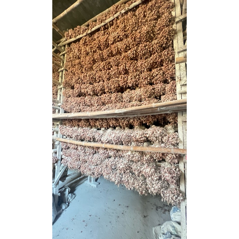 

(FREE ONGKIR) PER 100 KG 1 KWINTAL BIBIT BAWANG MERAH THAILAND NGANJUK PREMIUM - USIA 4 BULAN - READY PROTOLAN DAN OMBYOKAN