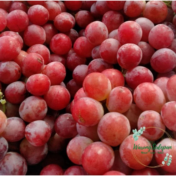 

Buah Anggur Red Globe Aussy Ada Biji Buah Anggur Segar Bekasi Buah Segar Cikarang