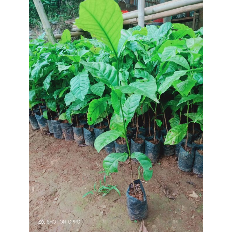 bibit kopi lampung