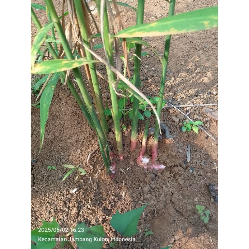 

Jahe merah Asli segar 1 KG