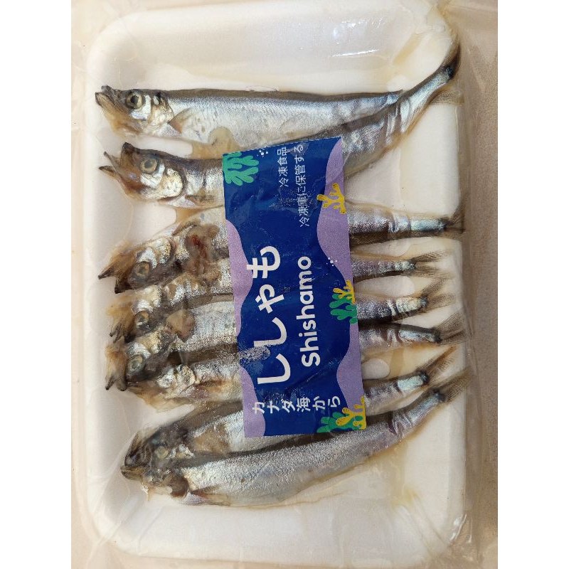 

ikan shisamo/ikan telor ekonomis