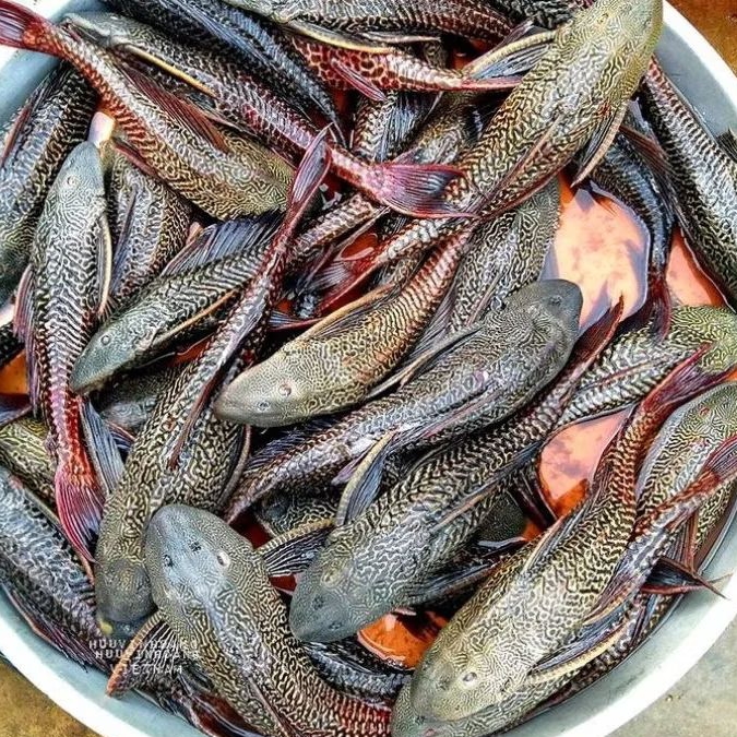 

Daging Ikan Sapu-Sapu Segar Siap Masak 500gr Tanpa Duri dan Tidak amis