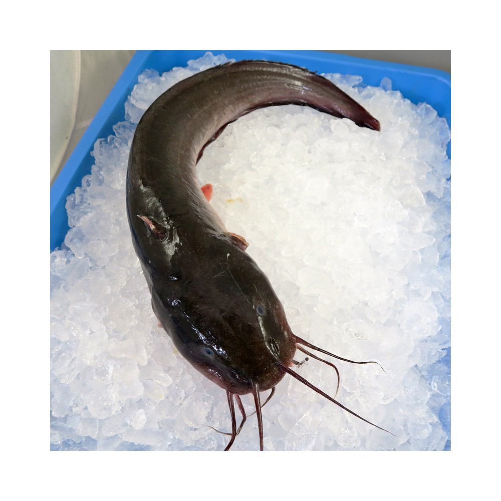 

Kepala Ikan Sembilang Segar 1 Pcs — Pilihan Istimewa untuk Sup, Pindang, Gulai & Olahan Seafood Lezat | Higienis & Berkualitas