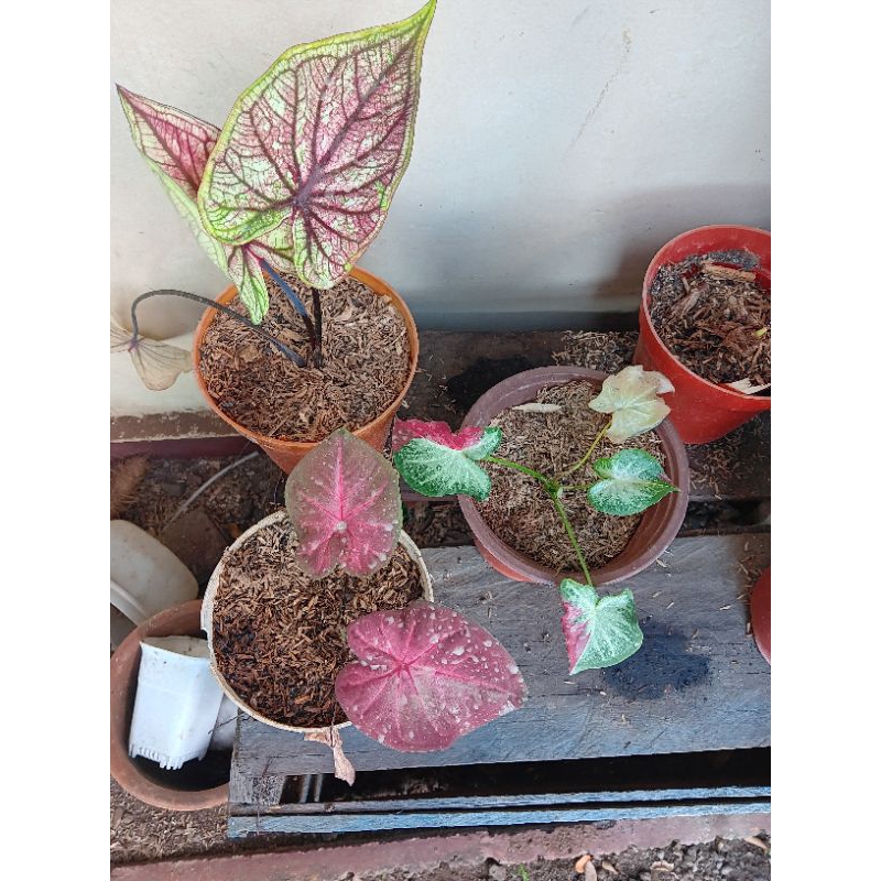keladi caladium red sweety