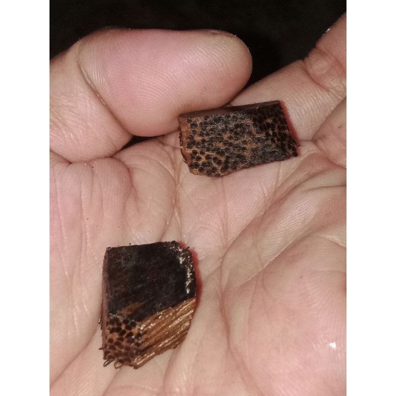 kayu Pucang Kalak original
