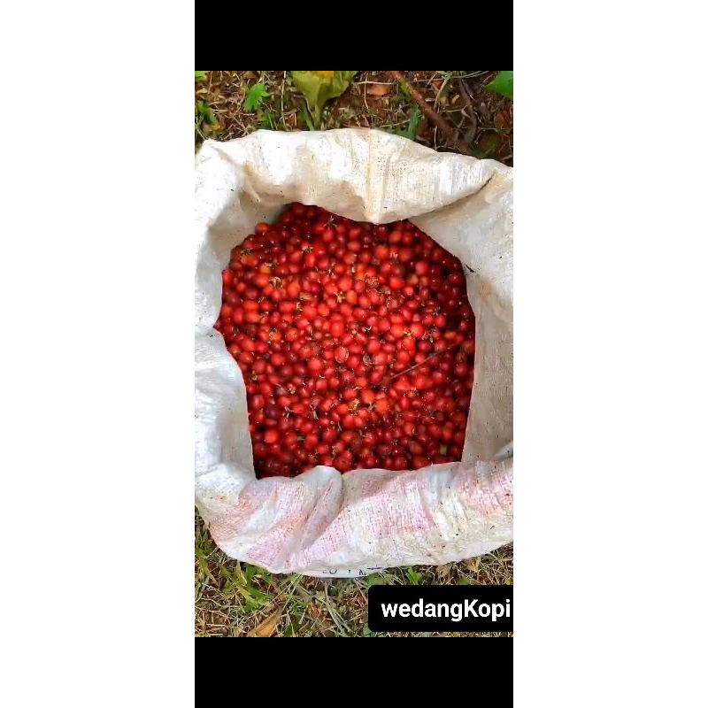 

Kopi Robusta mentah petik merah