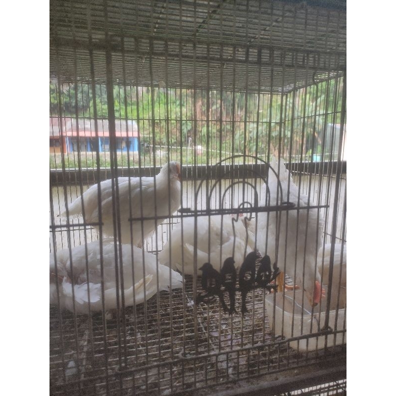 ayam white leghorn umur 2 bulan