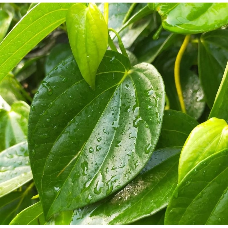 

daun sirih hijau daun sirih segar 20 lembar