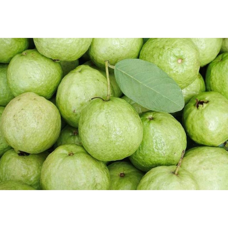 

(1 Kg) Jambu Kristal tanpa biji enak renyah