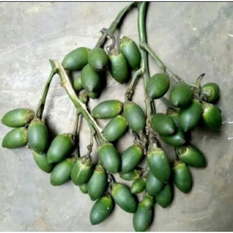 

Promo Buah Pinang Muda Segar, Buah Pinang Jambe, Buah Pinang Muda 1 kg COD (SRH)