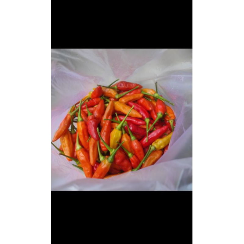 

BIBIT CABE RAWIT PEDAS KUAT (CABE RAWIT SETAN)