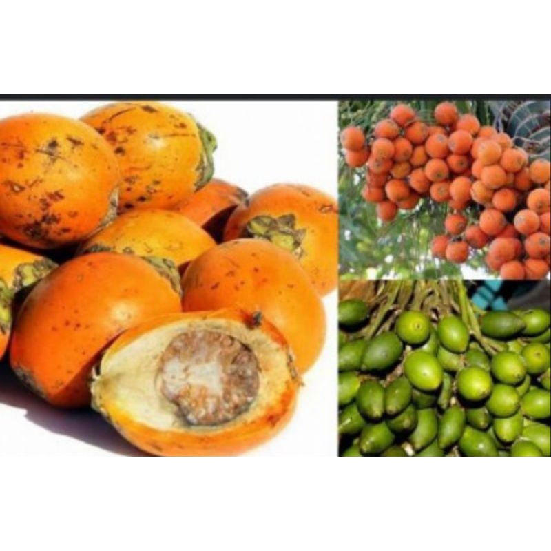 

Buah Pinang Tua/Buah Jambe Tua/bahan obat tradisional