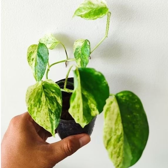 epipremnum cebu blue variegata