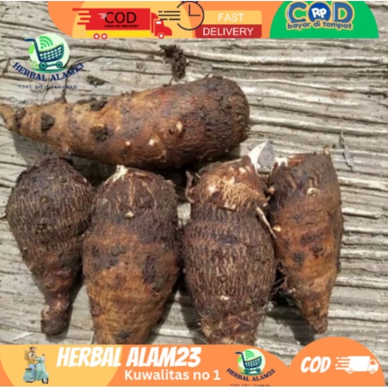 

Umbi Talas Pulen 1 kg -Ubi Talas Segar Fresh