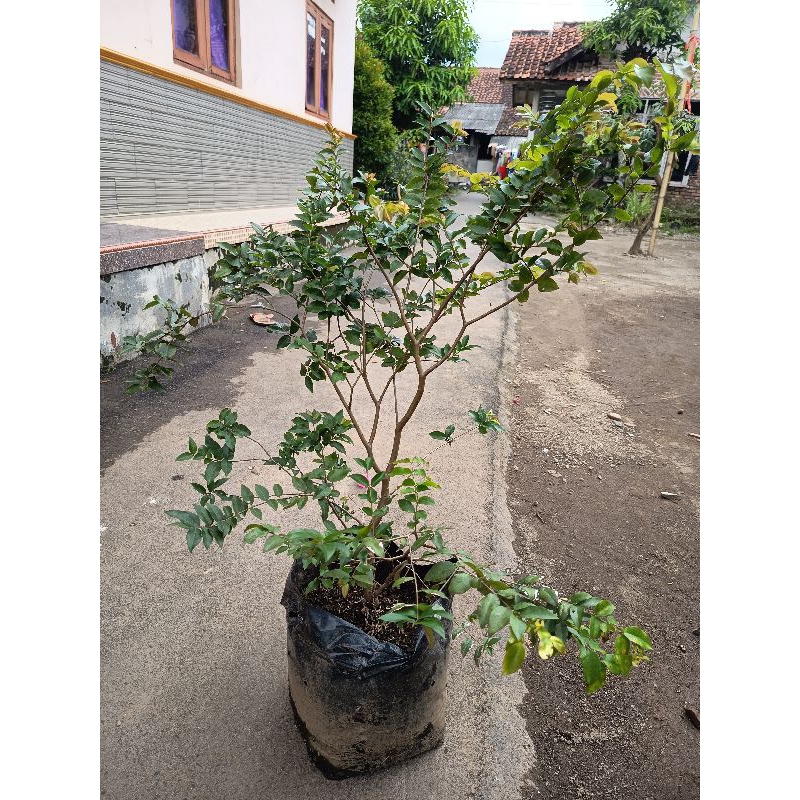

anggur pohon/anggur brazil