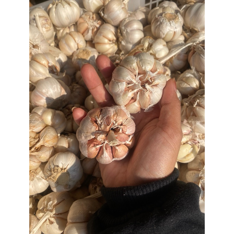 

BAWANG PUTIH BERSIH 1kg