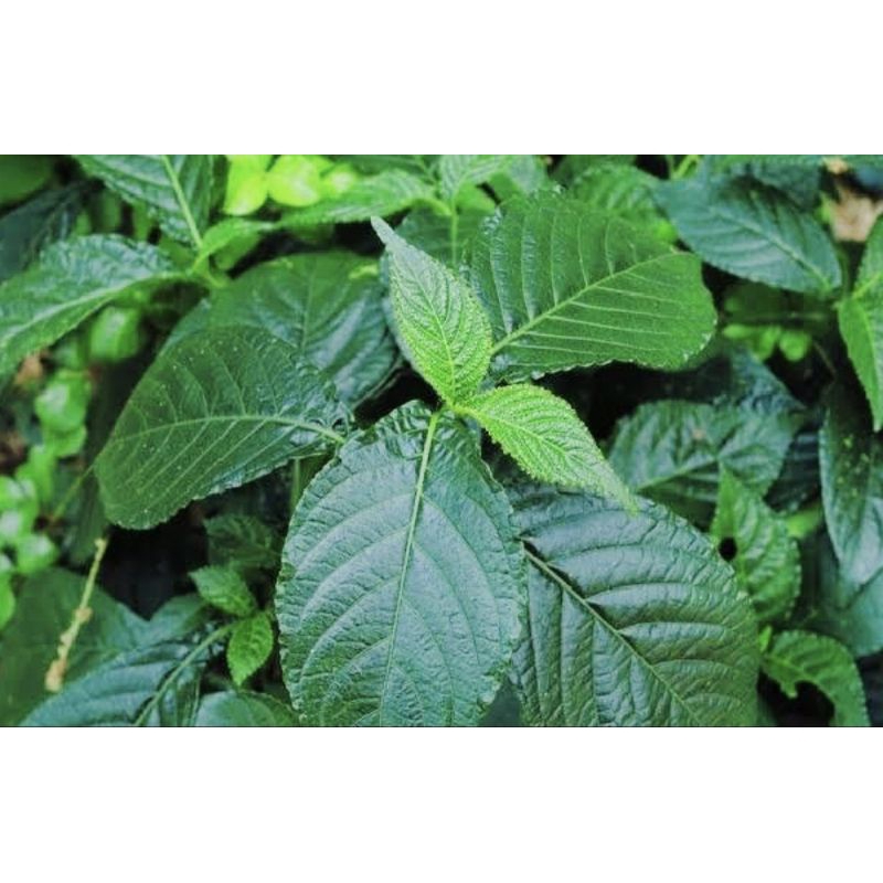 

Daun keji beling seger 1kg
