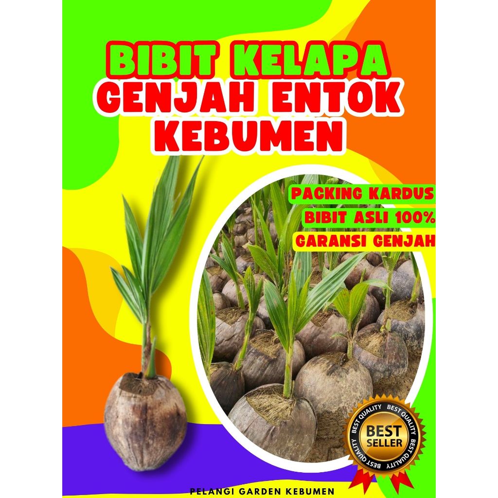 CEPAT BERBUAH.. Pohon Buah Kelapa Nusantara, Pohon Buah Kelapa Nias, Pohon Buah Kelapa Nunggal