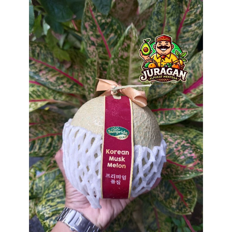 

Melon Musk Korean Fresh Perbuah / Korean Musk Melon Fresh 1 Buah