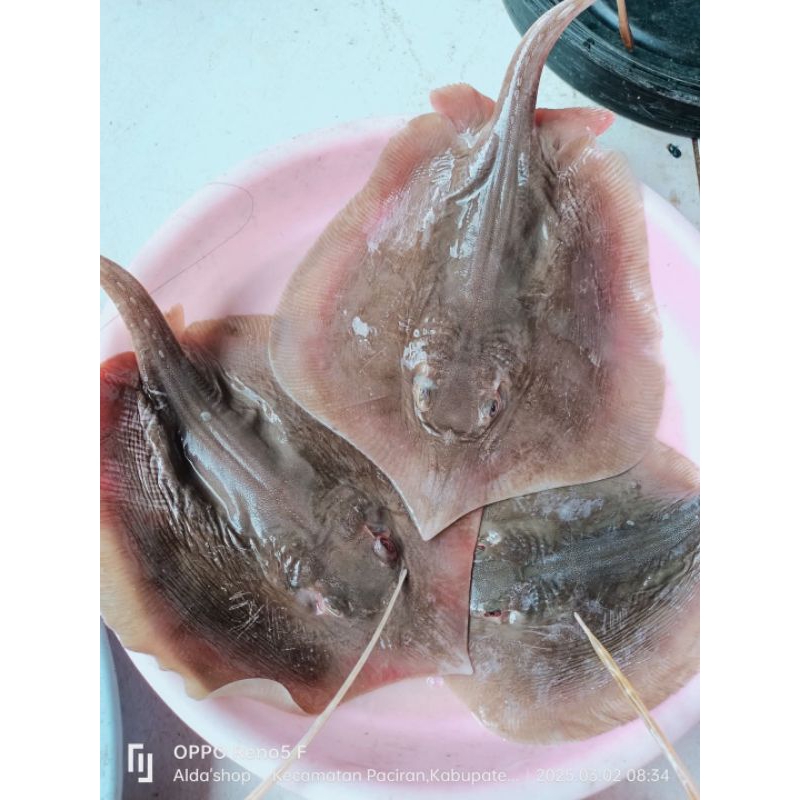 

Ikan Laut Pari Pe RJ Fish