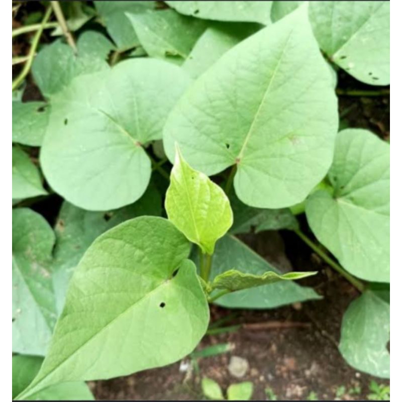 jual stek bibit ubi jalar 1 ikat(isi 10 pcs) batang ubi jalar