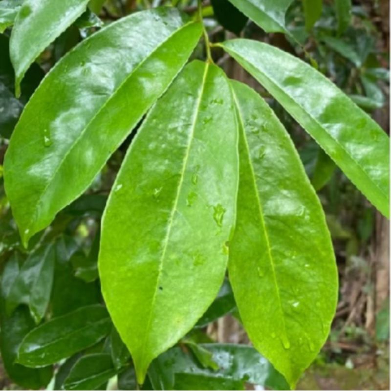 

50 lembar Daun Sirsak Segar