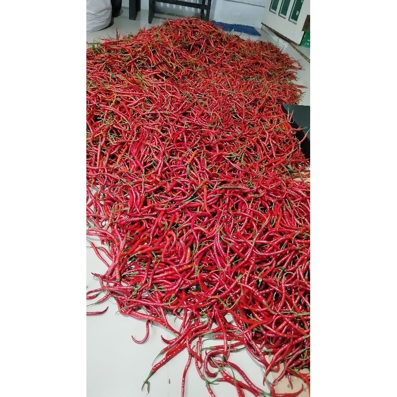 

Cabe Keriting Merah 1 kg/ Cabe Merah Murah Khusus Pulau Jawa