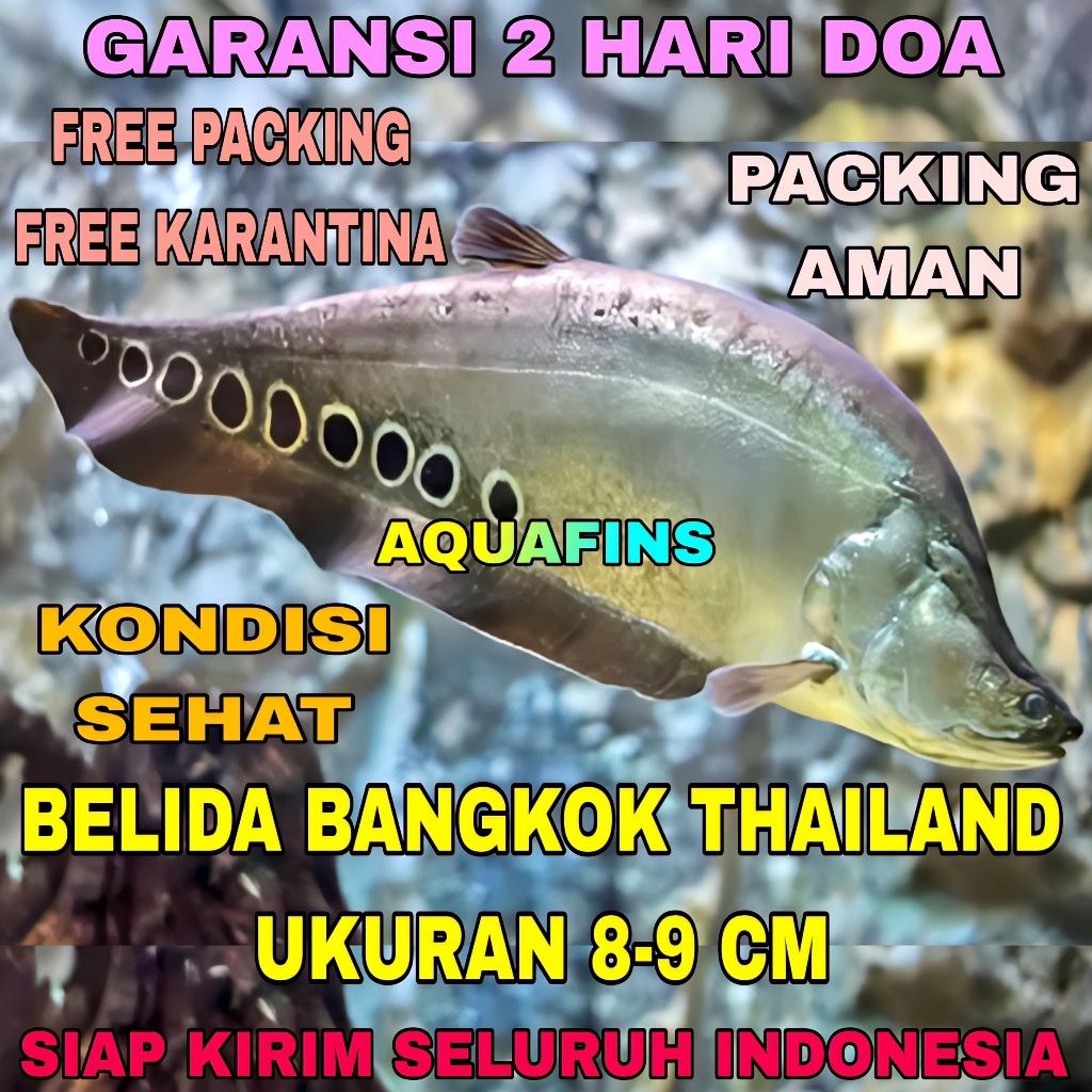 HIASAN BELIDA BANGKOK THAILAND TOTOL HITAM UKURAN 8-9 CM