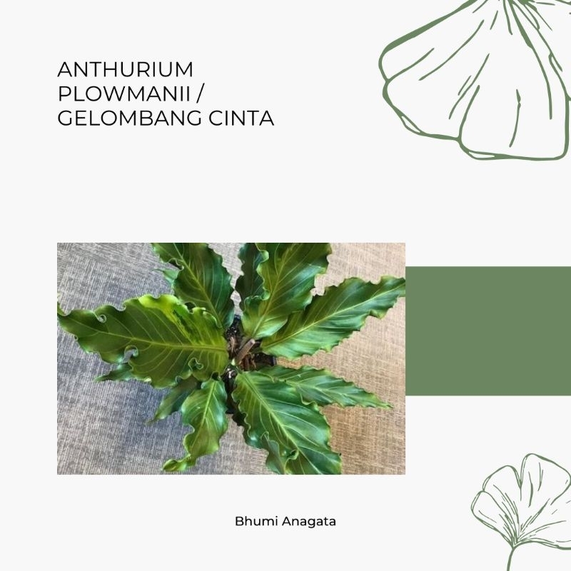 anthurium plowmanii / gelombang cinta jumbo dewasa