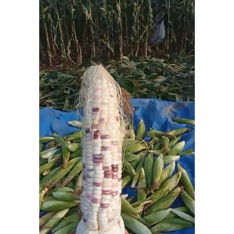 

Jagung Ketan batik ungu 1 kg ready stock