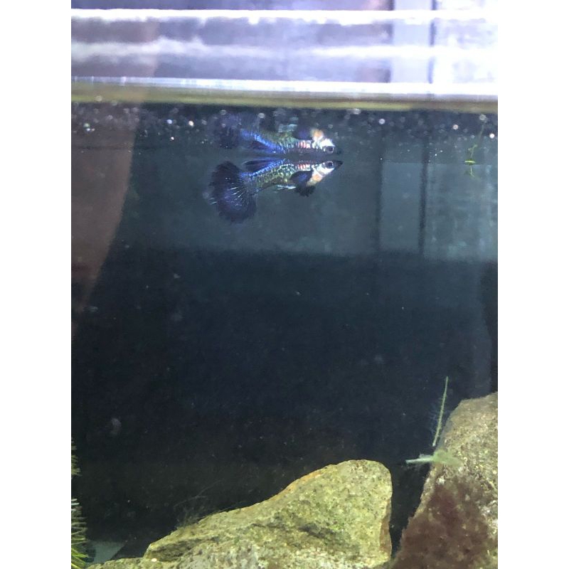 guppy blue purple dragon