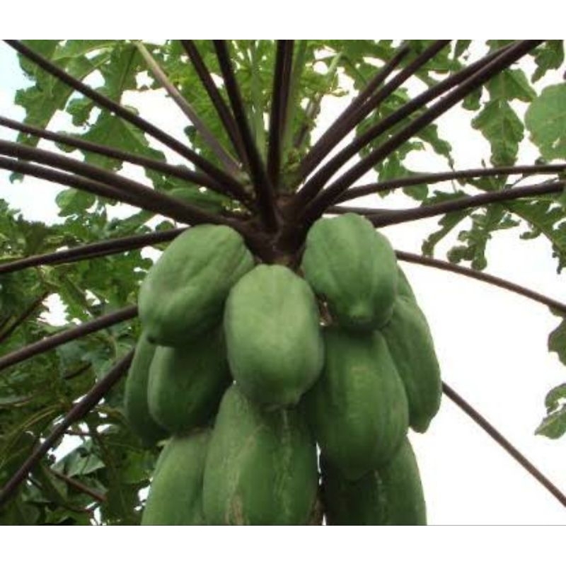 

Buah pepaya ungu buah pepaya Wulung 1 kg