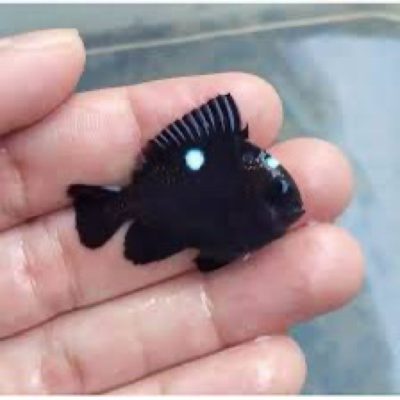 Dakocan Hitam