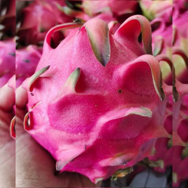 

Buah Naga Merah - 1 Kg