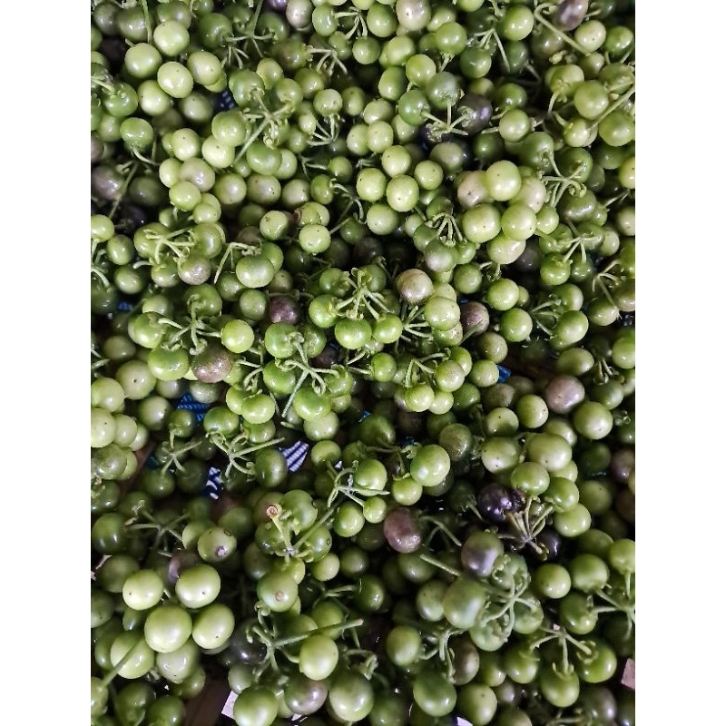 

jual lenca sayur segar dipetik dadakan 1 kg