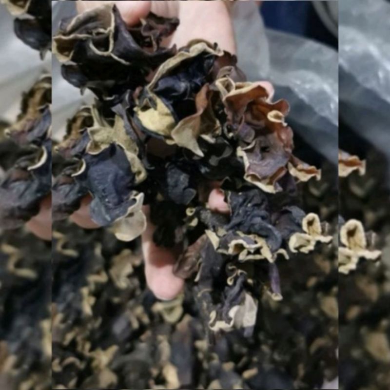 

Jamur Kuping Hitam Kering - 100gr