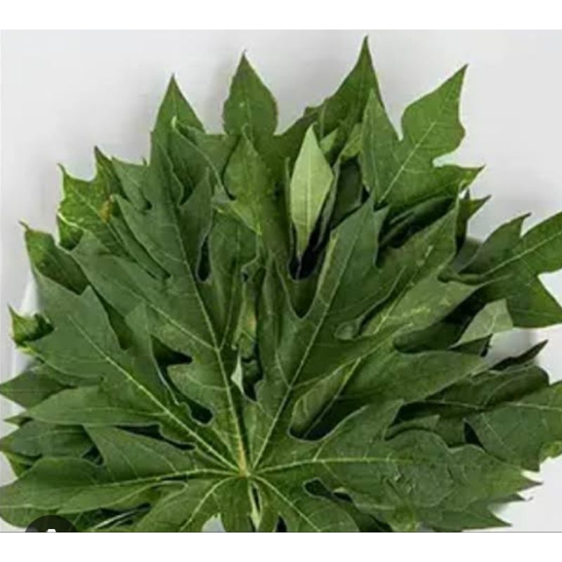 

Daun pepaya