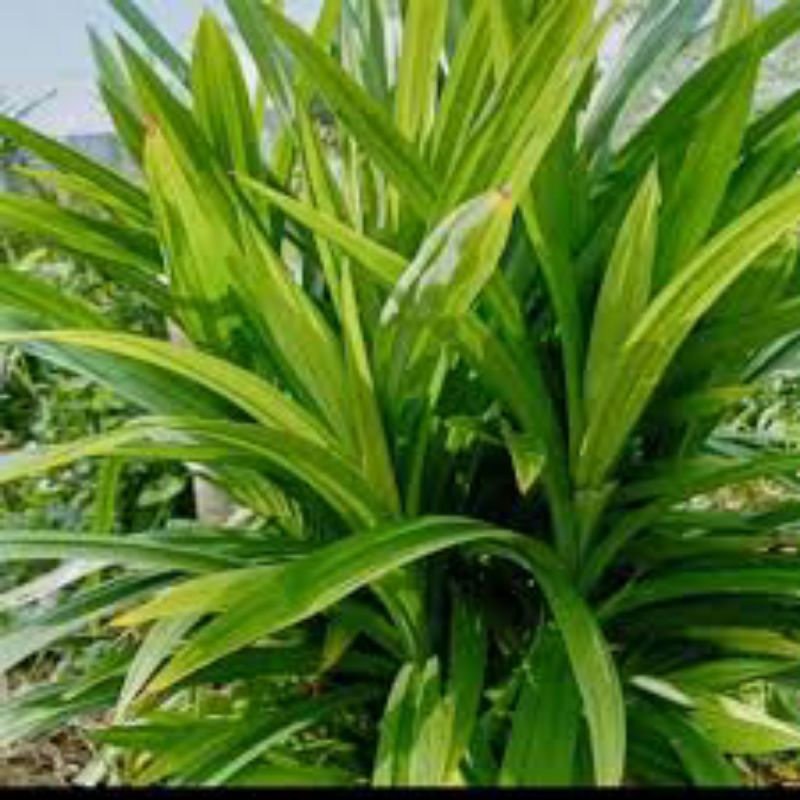 

daun pandan wangi isi 20 fresh dan segar di petik dadakan