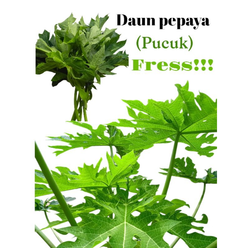 

Daun, pucuk pepaya fress perikat 250grm terdiri dari 8_12 daun tergantung ukuran daun