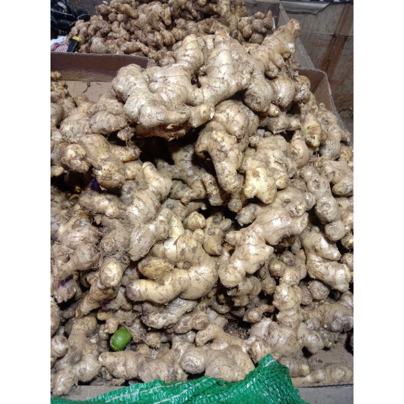 

JAHEGAJAH1KG