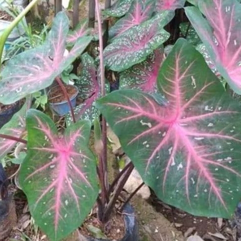 

silahkan Tanaman hias keladi spider sp - caladium cantik.. stok redy