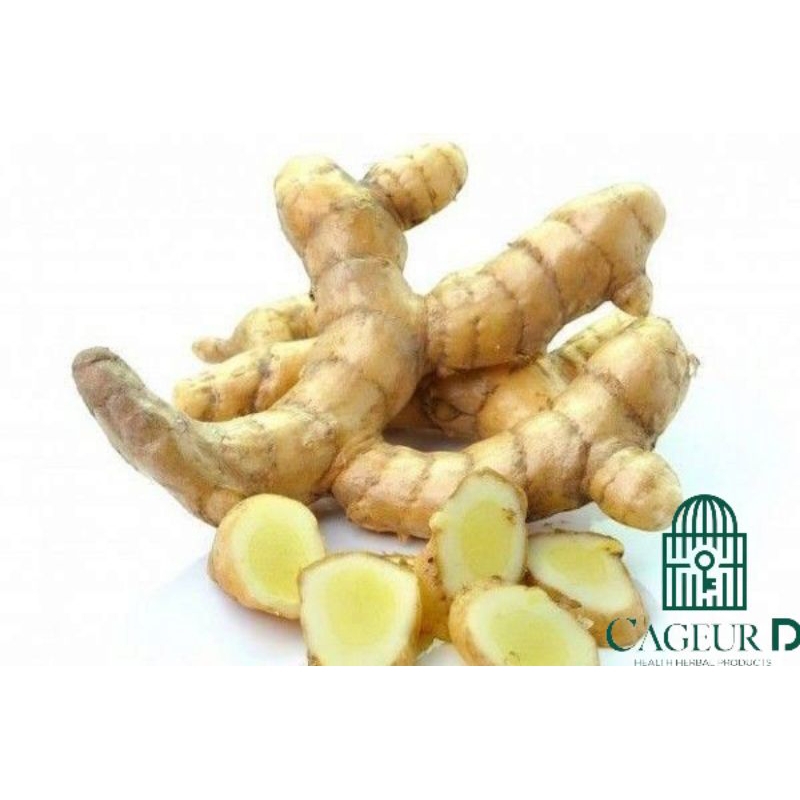 

Kunyit Putih Kunir Putih Segar 1 Kg