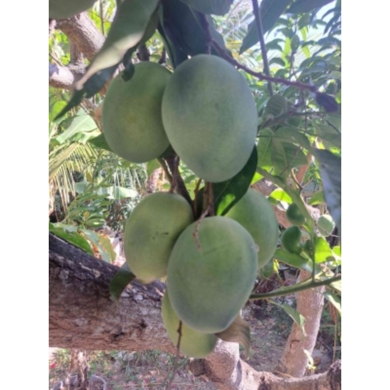 

Mangga Gedong Super 1 Kg Mangga Gedong