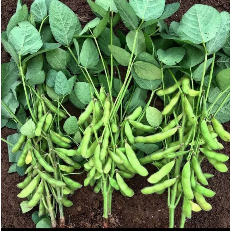 

kacang Edamame mentah fresh dan segar 100% petik langsung dari kebun