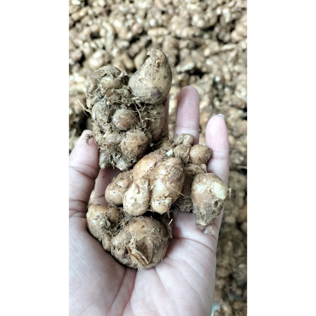 

PAKET KENCUR 3 KG / 5 KG / 10 KG / KENCUR SEGAR, KENCUR BUMBU MASAKAN DAN KENCUR BUMBU SEBLAK