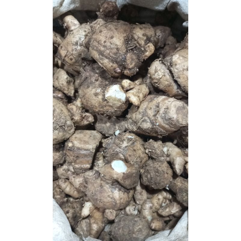 

temu hitam yg berkualitas 500g