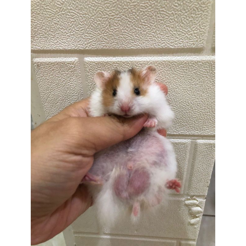 Hamster syrian long hair sehat lucu gemuk gemoy semarang instan only