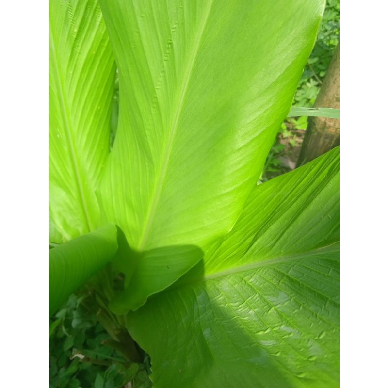 

daun umbi gayong putih segar paket 250 grm