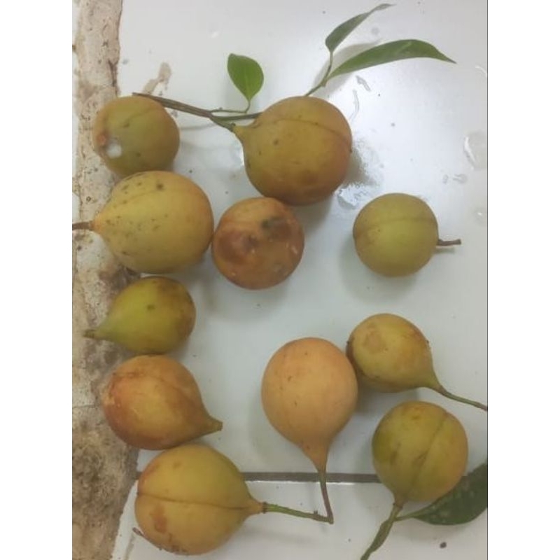 

Buah pala segar organik/petik dadakan biji+kulit biji+cangkang/1kg/Nur'falisha oll shopp